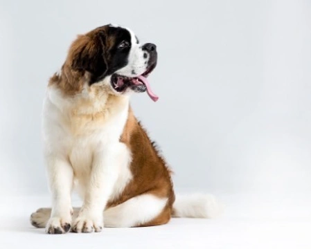 5 cose da sapere prima di prendere un cane di razza gigante