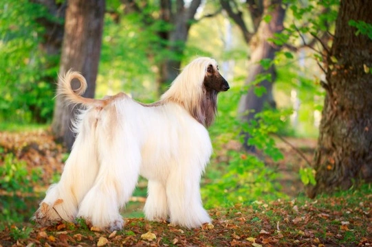 Grooming your Afghan hound at home
