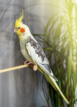Tajemný svět papoušků: Nový člen domácnosti – papoušek