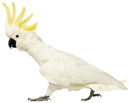 Pohyb papoušků – létání, šplhání a chůze