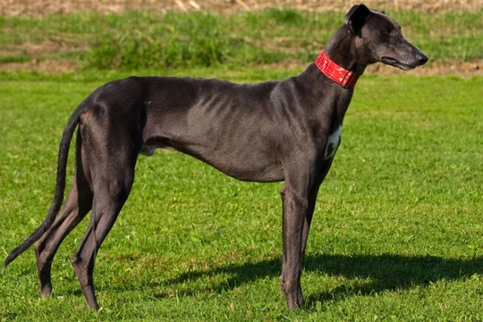 Five universal personality traits of the Greyhound