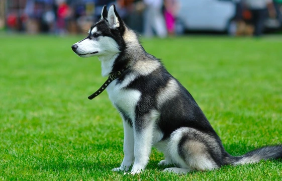 Pets4Homes announces its definitive list of the UK’s most popular working dog breeds