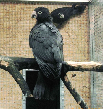 Rozhovor u chovatele papoušků