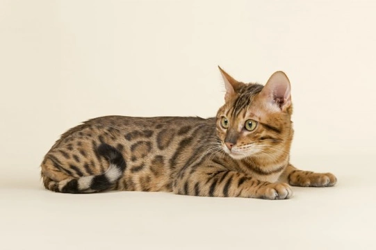 Inherited Health Problems in Bengal Cats