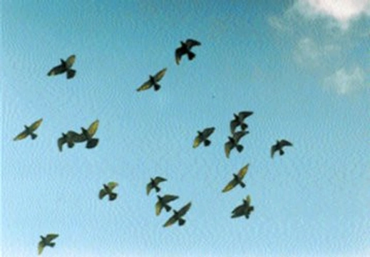 Představujeme: Poštovní holubářství