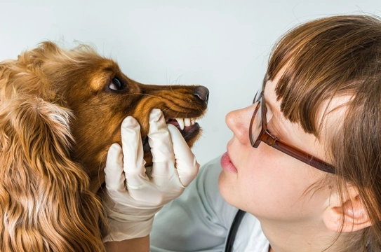 Comparing the prices of your local veterinary clinics