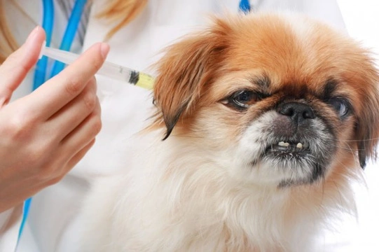 Canine Inoculations - Necessary or Not?