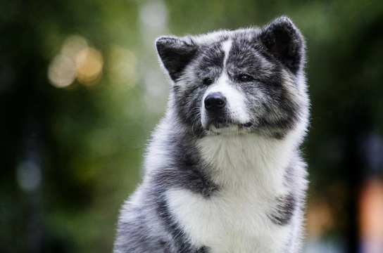 Ten things you need to know about the Akita dog before you buy one