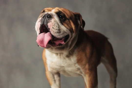 Cleaning your English bulldog’s tail pocket