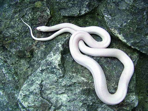 Barevné formy Pantherophis guttatus (Elaphe guttata) Díl první – Amelanická zvířata – albíni