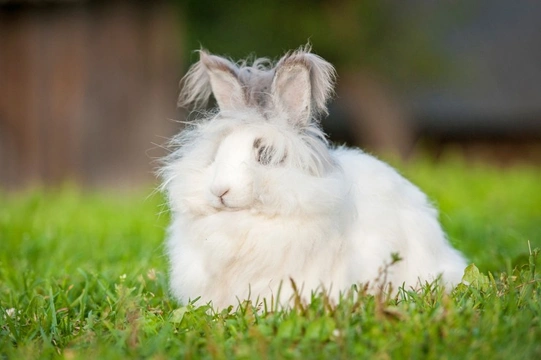 Grooming and caring for the coat of the Angora rabbit