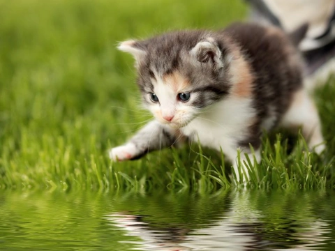 Why Do Cats Hate Water So Much?