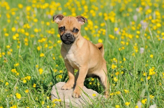 Jug puppies sale for sale