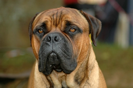 Does the bullmastiff make a good domestic pet?