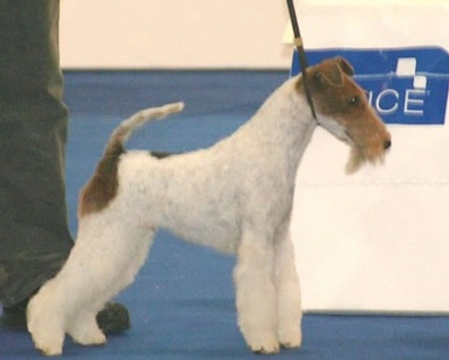 Fox Terrier a pelo ruvido, il carattere e l'impegno nel lavoro