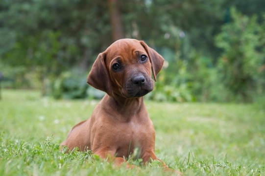 Miniature 2024 rhodesian ridgeback