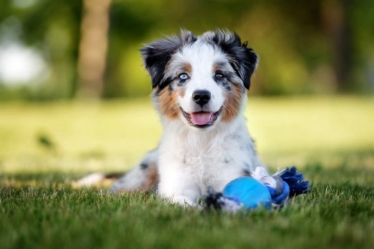 Why shouldn’t you breed two merle-coloured dogs together?