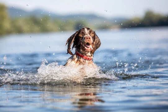 What to check before you let your dog swim in a new spot outdoors