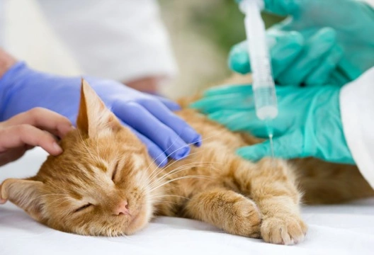 What Happens When You Leave Your Cat For an Operation?