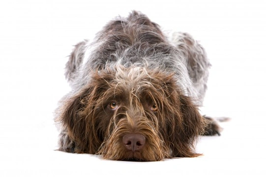 Is the German longhaired pointer a good choice of pet?