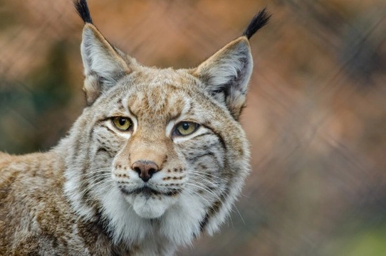 Lince Ibérico, el felino más amenazado del planeta