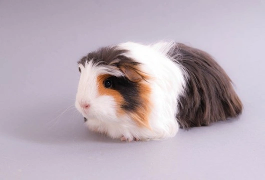How to Protect Guinea Pigs From Parasites