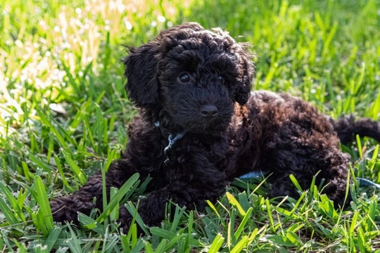 The main characteristics of the Schnoodle dog
