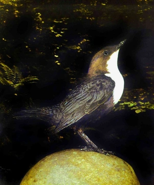 Skorec vodní – pták roku 2009