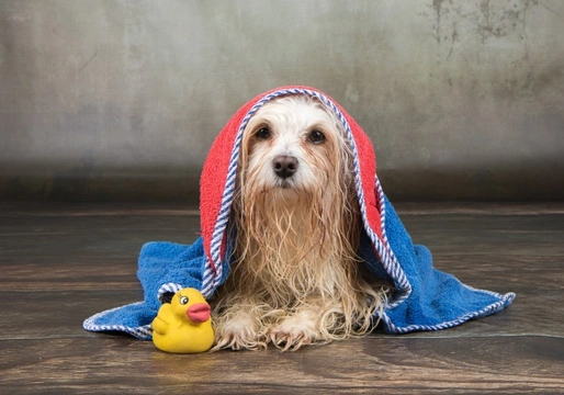 How regularly do dogs need to be bathed?