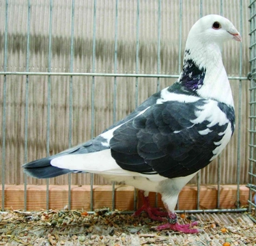 Nizozemský výstavní holub – plemeno, které okouzlilo Evropu