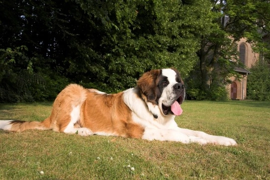 Las 10 razas de perros gigantes más populares