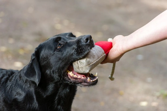 How to teach your Labrador retriever puppy to retrieve