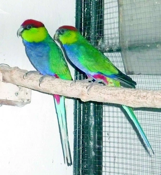 Papoušek červenotemenný (Purpureicephalus spurius)