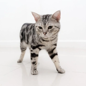 The Lovely Silver Tabby American Shorthair Cat