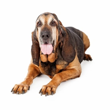 Bloodhound trials - A unique canine sport