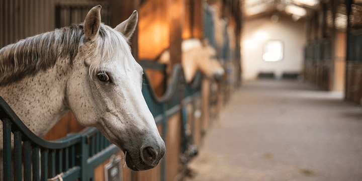 Fem enkla sätt att marknadsföra ditt hästföretag