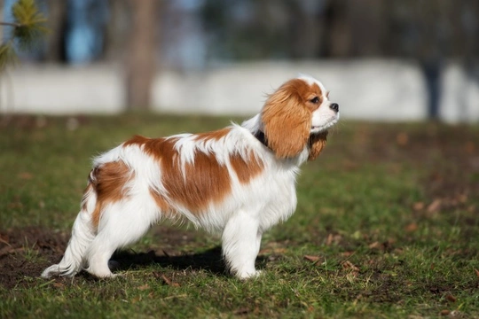 Cavalier King Charles Spaniel frequently asked questions