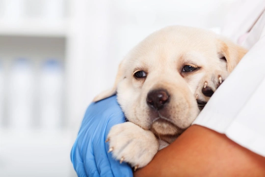 Stigande veterinärkostnader - ett problem för både hundägare och försäkringsbolag