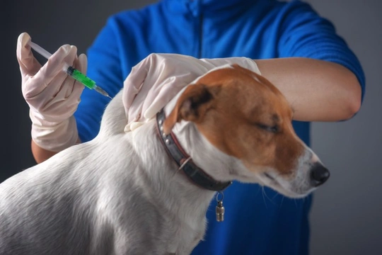 Is Titer testing a viable alternative to regular canine vaccinations?