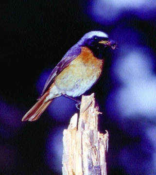 Rehek zahradní - Phoenicurus phoenicurus