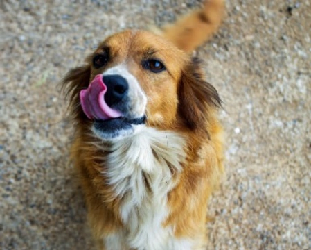 Cane meticcio: cosa si intende, carattere e vita media