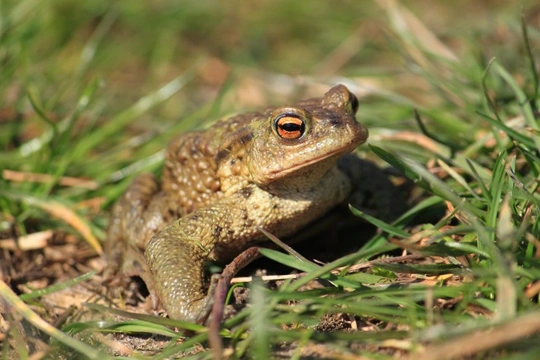 Toad toxicity and how it can affect cats