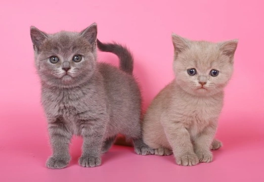 How to Choose a Kitten That Will Suit You & Your Lifestyle