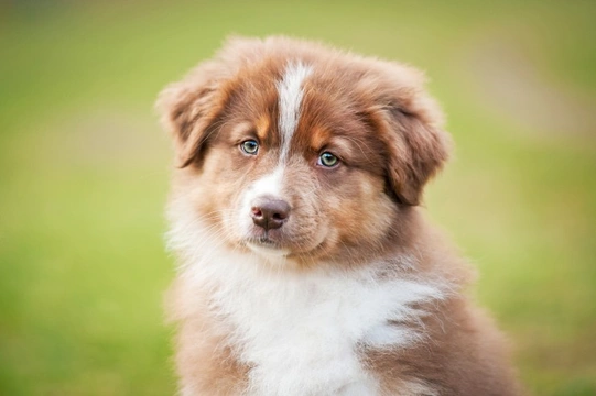 Australian shepherd clearance dog blue eyes