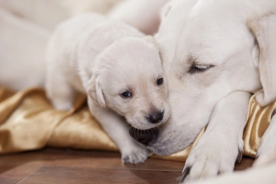Breeding from your dog - Caring for the dam after the birth