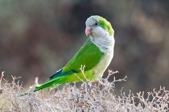 Quaker Parrot or Monk Parakeet
