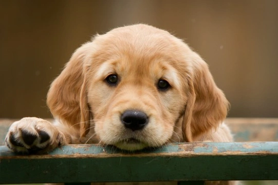 10 Tips For House Training Puppies