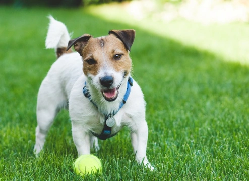 Ways You Could be Shortening your Dog's Life