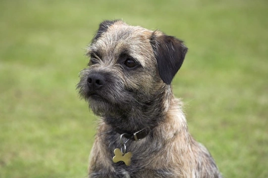 Small best sale border terrier