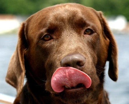 Labrador cioccolato: carattere e prezzo di un cucciolo